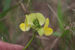 Hairy cowpea